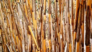 甘蔗、芦竹、圆柱形茎、蔬菜、植物学、自然、壁纸、背景