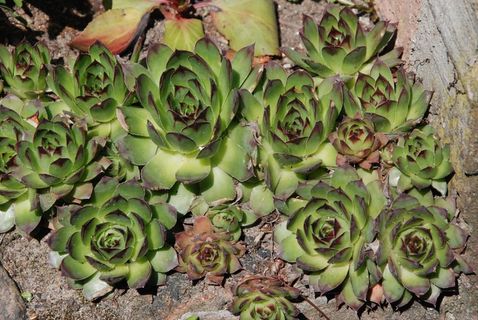 植物，幼树，自然，植物特写，宏观，特写，幼树宏观，花