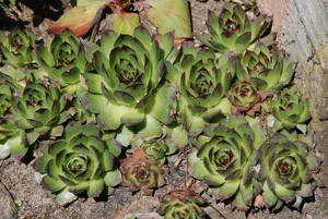 植物，幼树，自然，植物特写，宏观，特写，幼树宏观，花