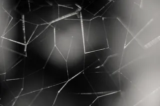 美国，加利福尼亚，网络，蜘蛛，黑白，图案，背景，特写