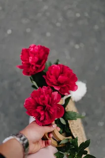 盛开的红牡丹 盛开的红牡丹