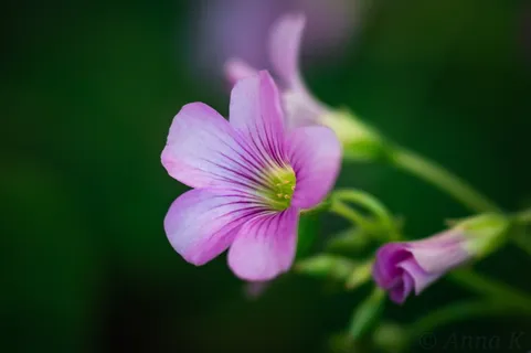花卉,宏,植物,牵牛花,紫花,背景,壁纸,植物 花卉,宏,植物,牵牛花,紫花,背景,壁纸,植物