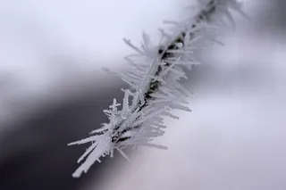 模糊，树枝，特写，寒冷，冷杉，霜冻，冰冻