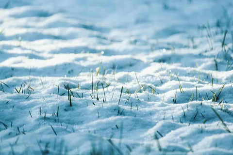 雪的特写照片 雪的特写照片