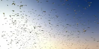 鸽子，鸽子，群，飞，飞，鸟，动物，鸟群