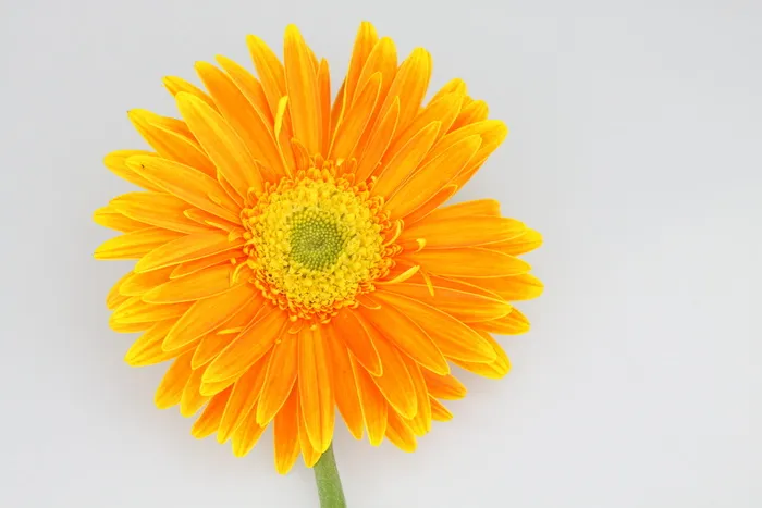 菊花，花朵，橙色，雏菊，自然，黄色，非洲菊雏菊，花瓣