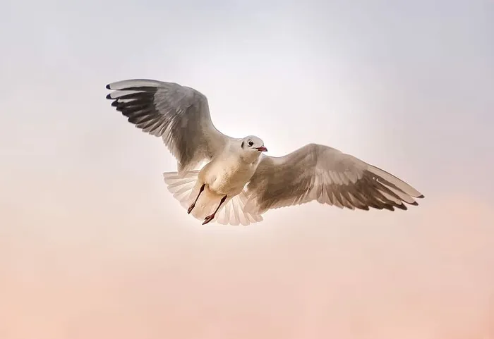 白色，黑色，海鸥，飞行，自然，动物，鸟，翅膀