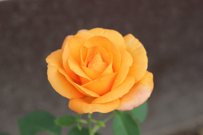 橙玫瑰金质奖章，花朵，盛开，花园，浪漫，爱情，自然，花朵