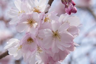 特写摄影粉色花瓣的花朵