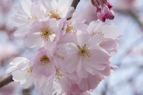 特写摄影粉色花瓣的花朵 特写摄影粉色花瓣的花朵