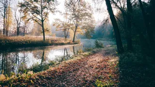 树，池塘，秋天，早晨，日出，阳光，植物，宁静