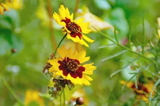 花朵、黄色、紫菀、蔷薇、花朵、花瓣、阳光、花园