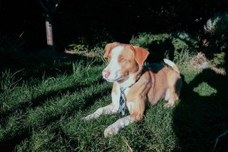 克罗地亚，rijeka，宠物，动物，家养，宠物，动物，小狗