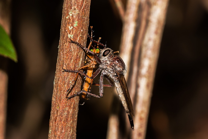 虫子，昆虫，吞食，动物，昆虫，虫子，蜻蜓，宏