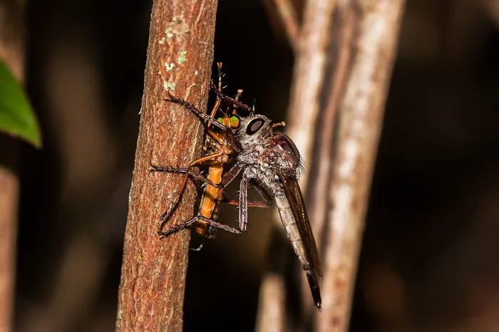 虫子，昆虫，吞食，动物，昆虫，虫子，蜻蜓，宏