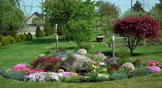 花卉、花园、草坪、树木、自然、折扣拉链、颜色、植物