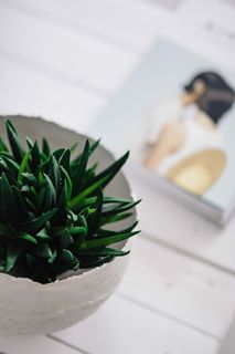 带杂志的绿色植物