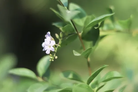 植物,花,花,叶,陶器,花瓶,罐子,盆栽植物 植物,花,花,叶,陶器,花瓶,罐子,盆栽植物