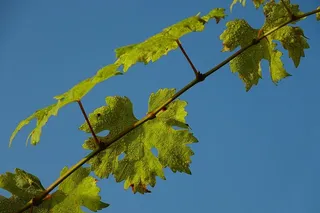 叶，植物，生长，自然，树，藤，葡萄藤，植物部分