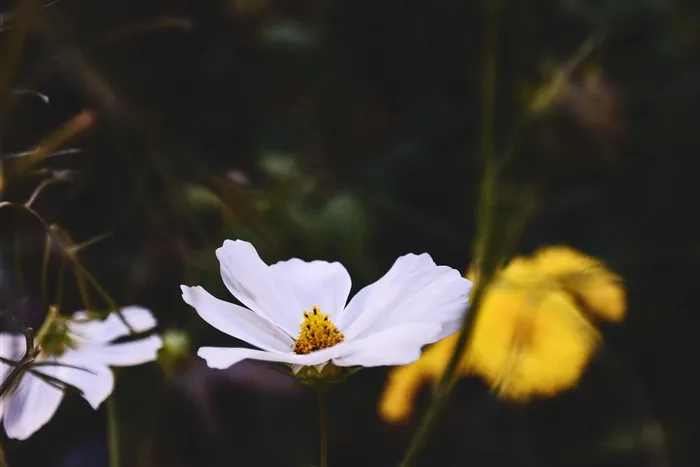 花，自然，花，枝，茎，茎，白，花瓣