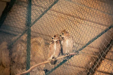 两只棕色猫头鹰