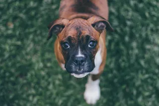 动物，狗，宠物，可爱，可爱，小狗，模糊，拳击手