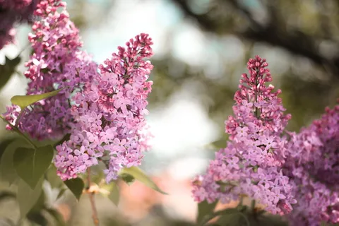 莉莉,花,倒影,花,紫色,植物,自然,没有人 莉莉,花,倒影,花,紫色,植物,自然,没有人