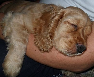 杜克，甜蜜的梦，悠闲，宠物，一只动物，狗，动物主题，家畜