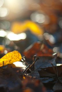 叶子，叶子，秋天，秋天，波克，金色，闪闪发光