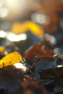 叶子，叶子，秋天，秋天，波克，金色，闪闪发光