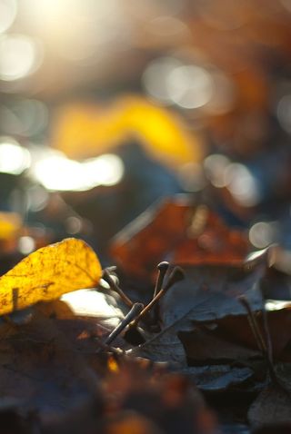 叶子，叶子，秋天，秋天，波克，金色，闪闪发光