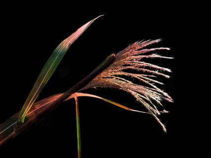 豪猪草，斑马草，斑马芦苇，直立斑马芦，刚性斑马芦草，春天般，金棕色圆锥花序，芒狭窄