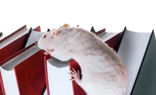 老鼠、书籍、白色、红色、动物、罗丹特、动物主题、哺乳动物 老鼠、书籍、白色、红色、动物、罗丹特、动物主题、哺乳动物