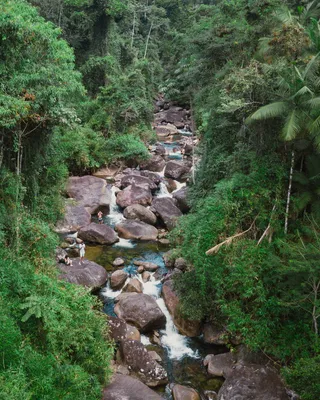 巴西，雷森德，无名路，早晨，户外，森林，丛林，树木
