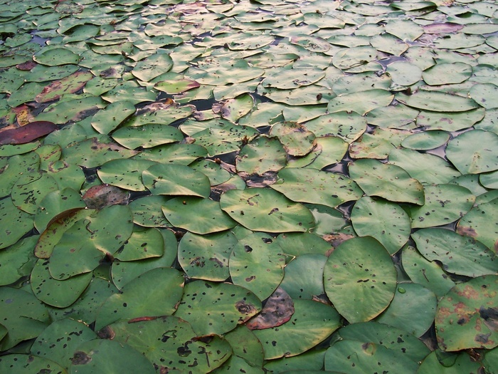 百合花，叶子，叶子，背景，绿色，植物，湖泊，水