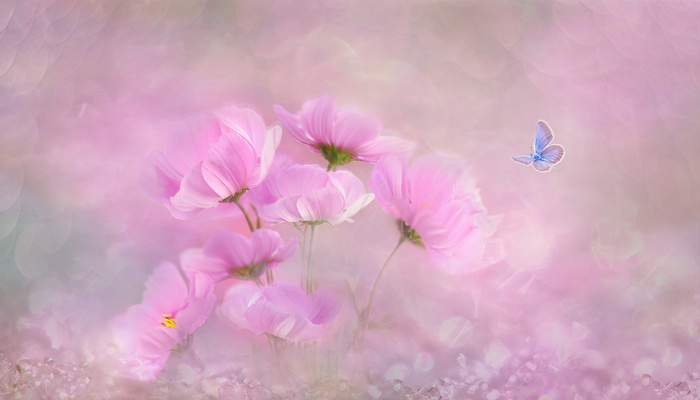 粉红色, 宇宙花卉画, 花, 自然, 植物, 颜色, 背景, 夏季
