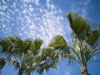 蓝天下的棕榈树