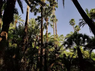 摩洛哥、马拉喀什、达尔萨巴赫别墅（prés jardin majorelle）大道。yacoub el mansour 40000马拉喀什，三星ysl花园s8，棕榈树，马拉喀什，三星