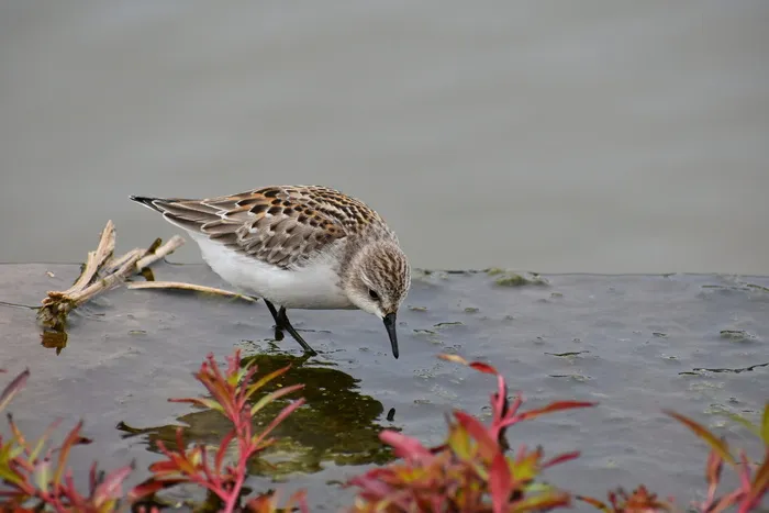 动物、河流、水边、鸟类、野鸟、，旅鳥, 部门，客户经理