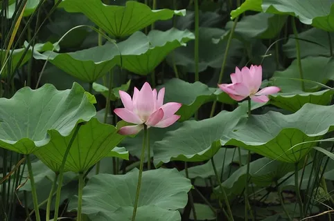 粉色,睡莲花,莲花,花,植物,花,莲花,花,荷叶 粉色,睡莲花,莲花,花,植物,花,莲花,花,荷叶