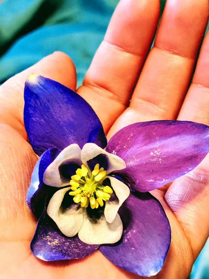 紫色花朵