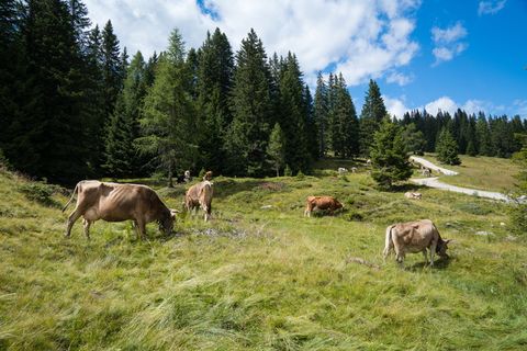 草、自然、牧场、户外、夏季、木材、景观、奶牛 草、自然、牧场、户外、夏季、木材、景观、奶牛