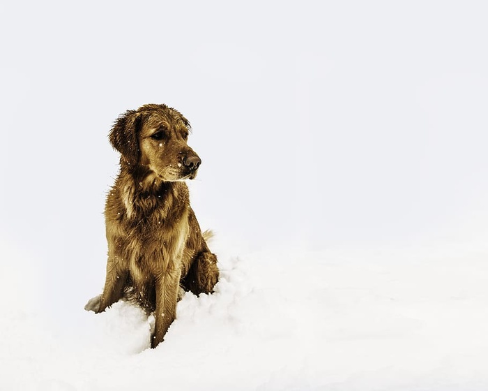 寒冷、狗、雪、冬天、冰冻、潮湿、动物、宠物