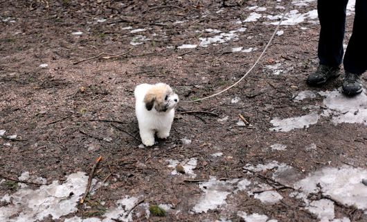 芬兰、espoo、otaniemi、walking、fluffy、teddy、doggy、spring