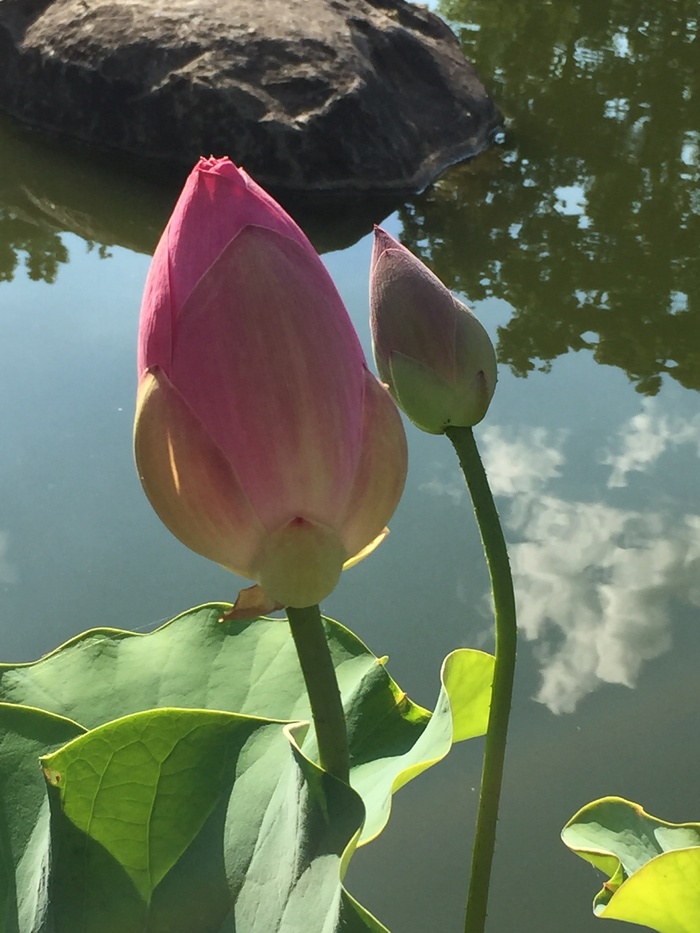 rockford、il、anderson、garden、japanese、lotus、flower、nature