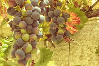 葡萄，葡萄藤，藤蔓，葡萄砧木，葡萄砧木，绿色，蓝色，水果