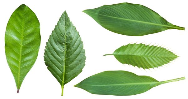 五花八门的形状和类型，叶子，分离，秋叶，白色，叶片，白色背景