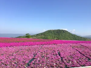 花，福禄考，春天，花，植物，开花植物，自然之美，景观