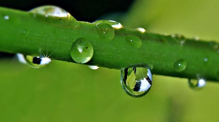 微距摄影，水滴，植物，水滴，雨滴，水滴，葡萄藤，葡萄酒叶