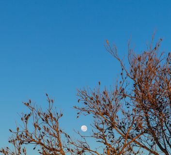 澳大利亚, ​​narrabeen, 蓝天, 自然, 景观, 月亮, 天文摄影, Photoholgic